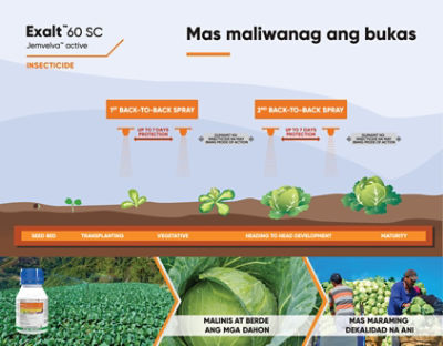 Exalt Cabbage Timing of Application